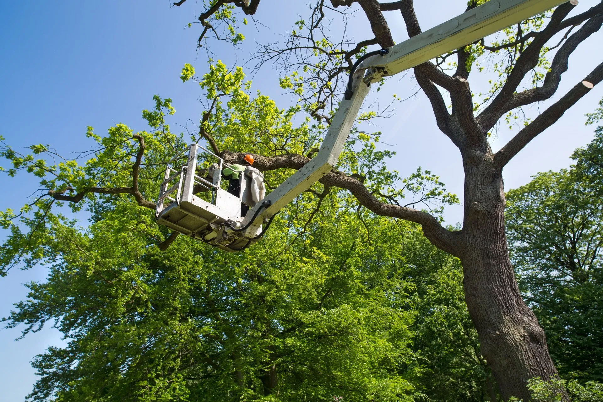 tree removing work