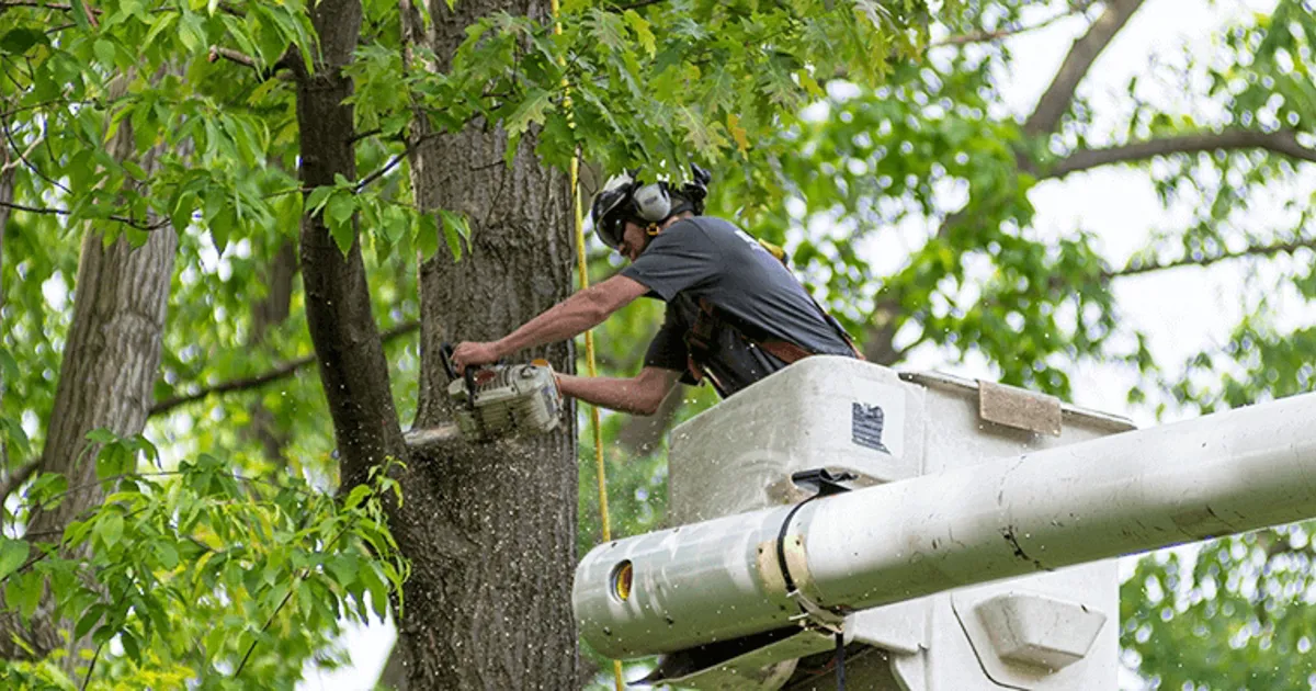 chainsaw-tree