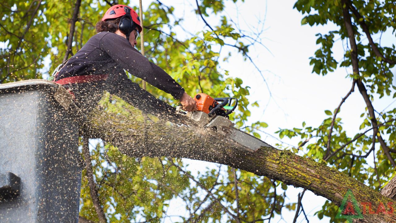 tree removal ms