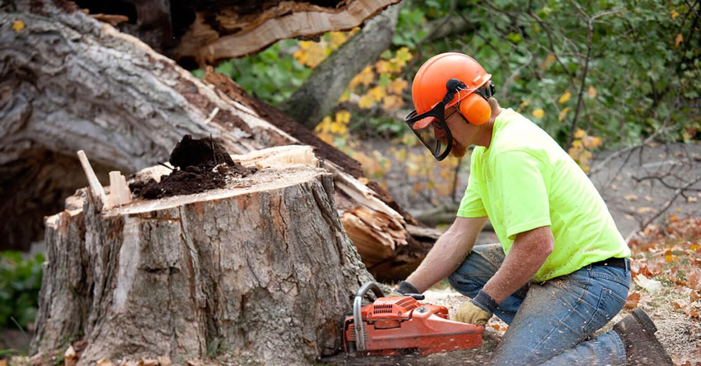 tree removal service