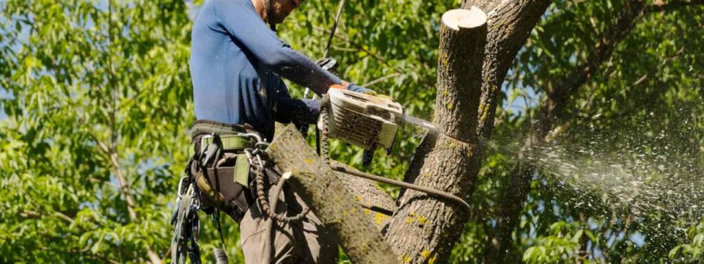 Essential Factors to Consider Before Hiring a Tree Removal Service in Mississippi