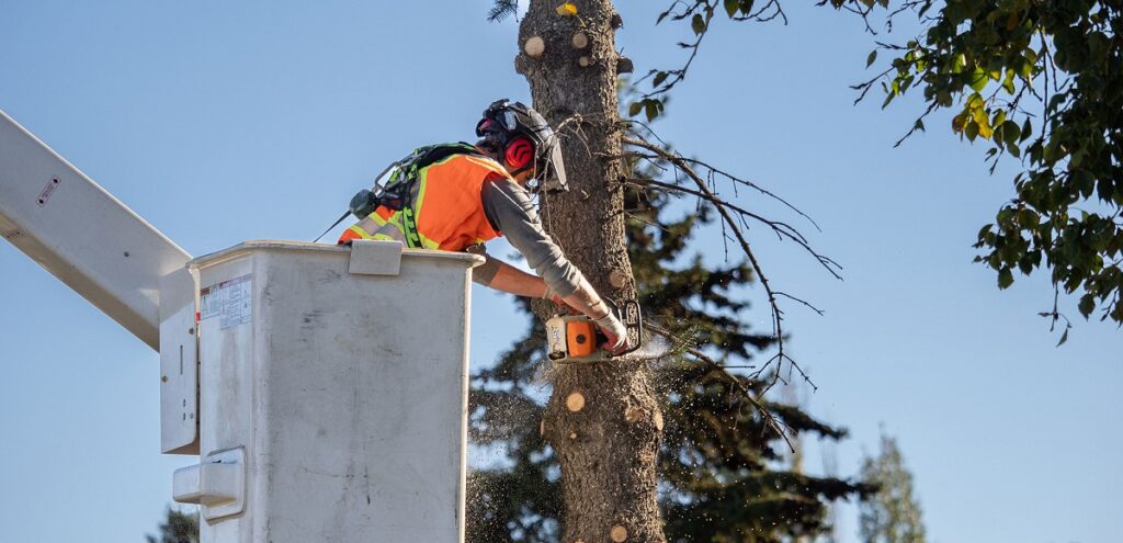 How Professional Tree Service Can Improve Your Landscape