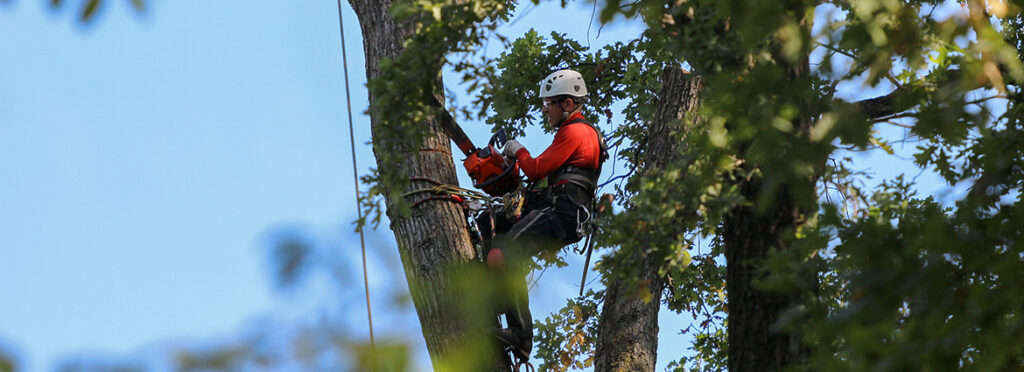 When Is It Time to Consider Tree Removal? Key Signs to Watch For