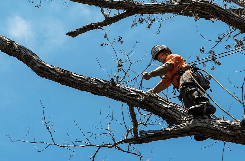 What Is the Process of Tree Removal Services and When Should You Consider It?