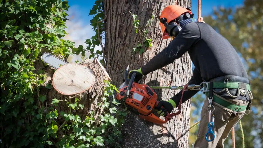 What Is the Best Time to Schedule Tree Removal Services?