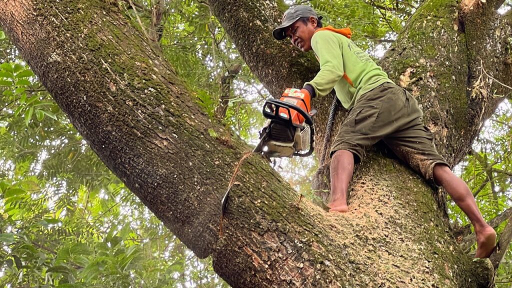 What Is the Importance of Professional Tree Care Services?