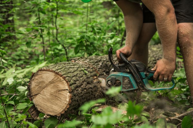 Why You Should Invest in Tree Care to Enhance Your Landscape’s Health?