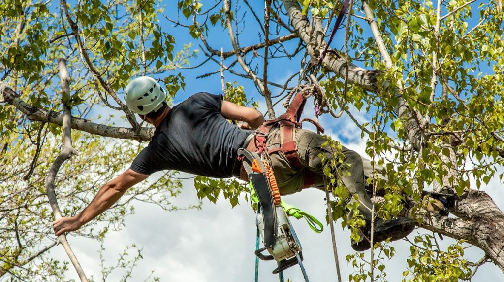 What Is the Process of Safe Tree Removal Services?