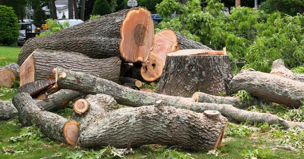 When is Tree Removal Necessary? A Guide for Homeowners