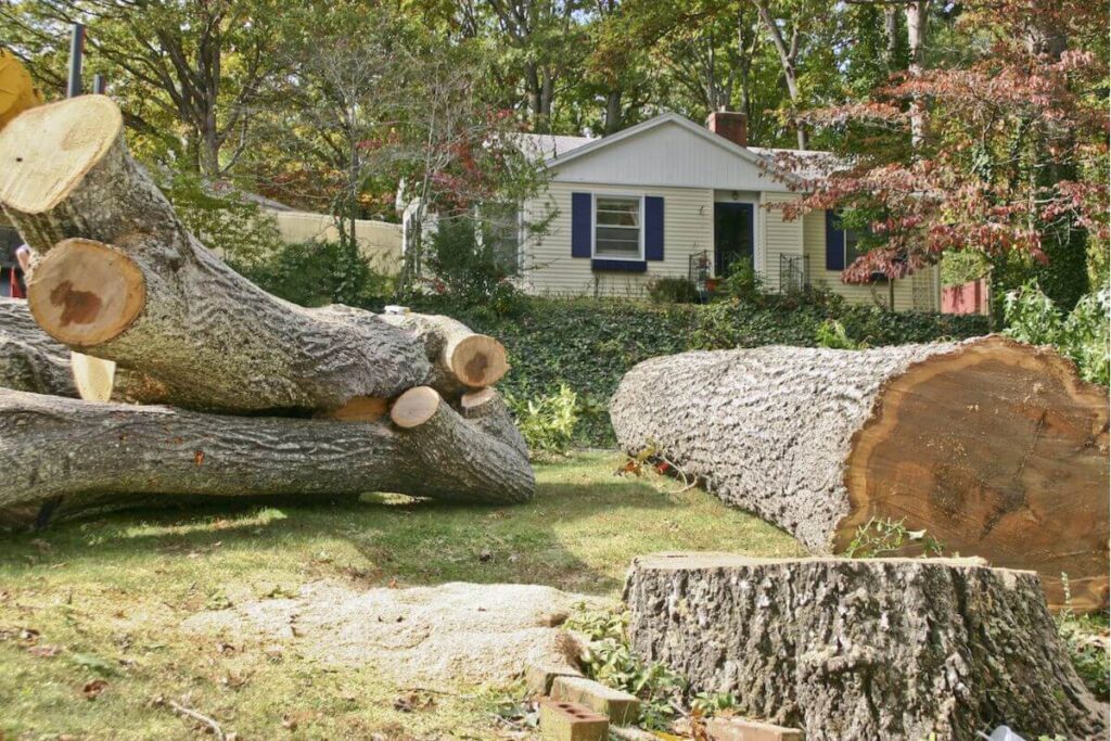 What Is the Best Way to Prepare Your Yard for Tree Removal?